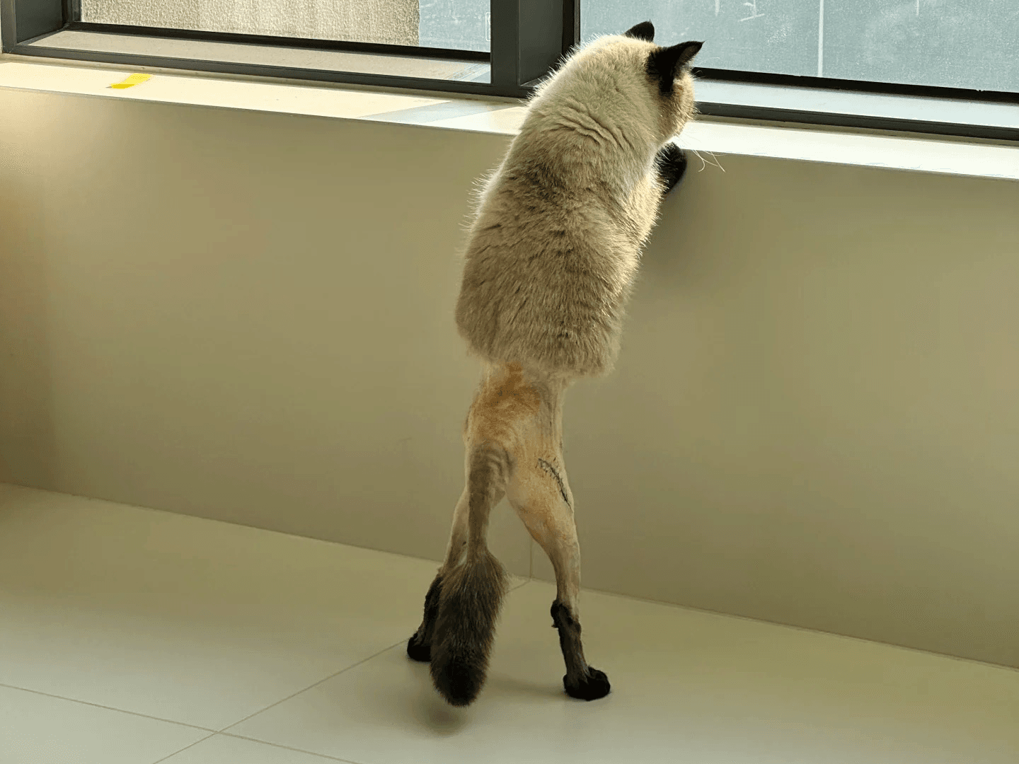 小猫换装