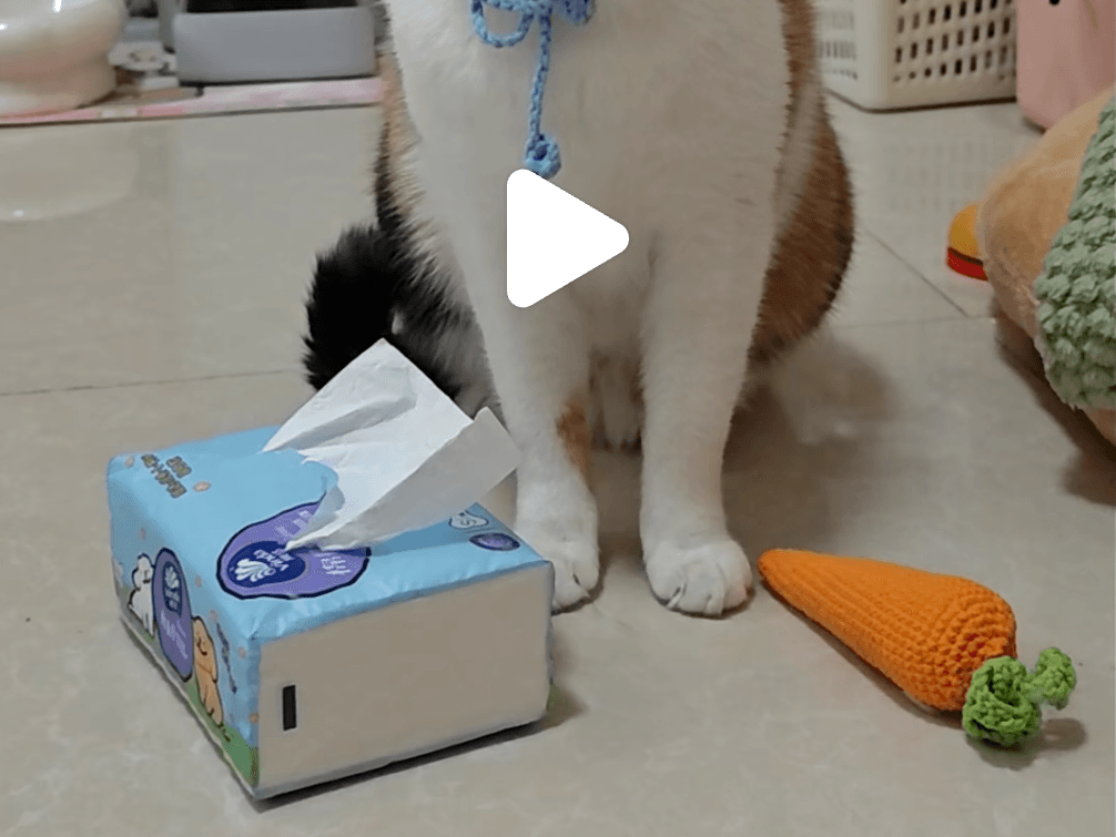 萝卜纸巾猫 cover